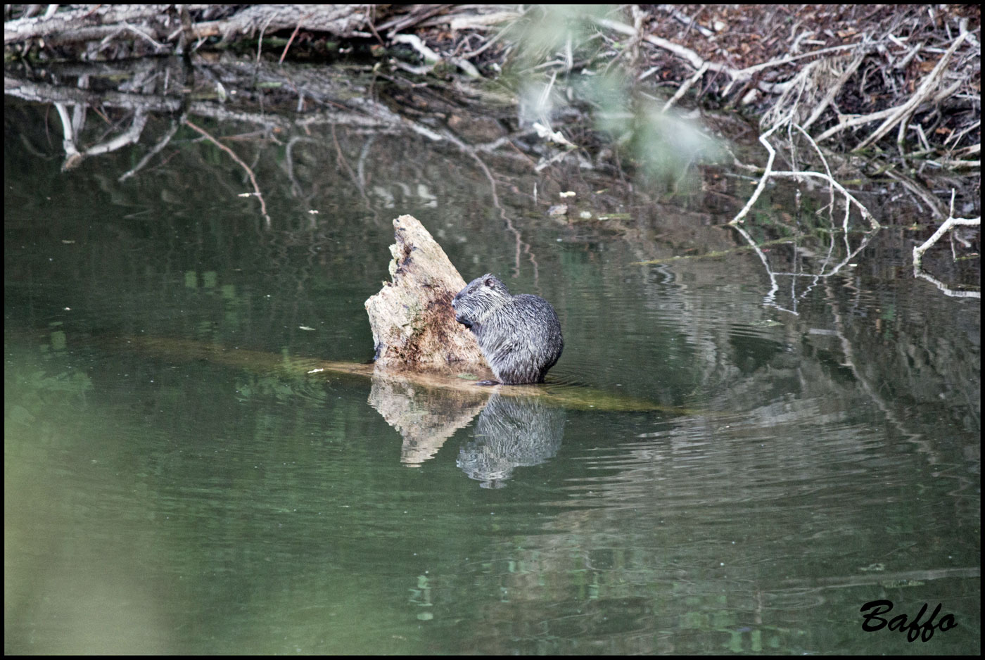 Nutria - Laghetti delle Noghere (TS)